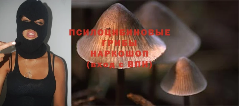 как найти наркотики  Алупка  Галлюциногенные грибы MAGIC MUSHROOMS 